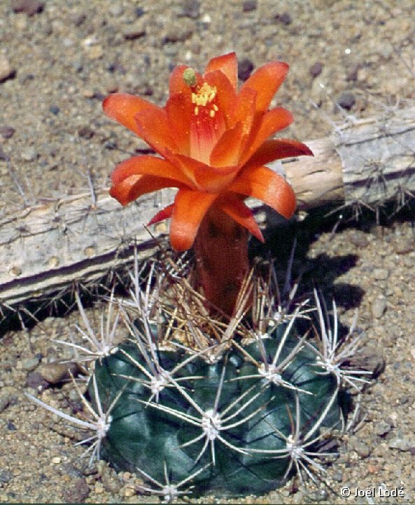 Matucana paucicostata ©JLcoll.3127b